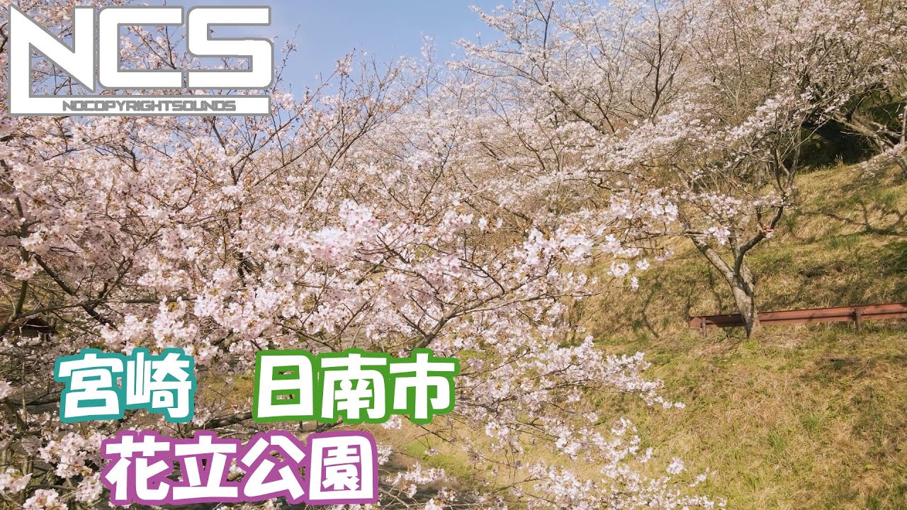 空撮　日南市　花立公園　日差しに輝く桜の絨毯