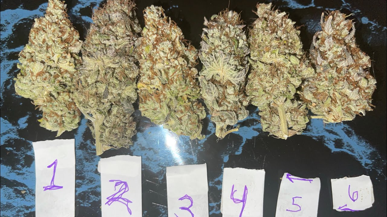 Grow Strong Industries 🏆Grow Cup🏆    How to de stem, trim, and 1LB weigh in for this cup!