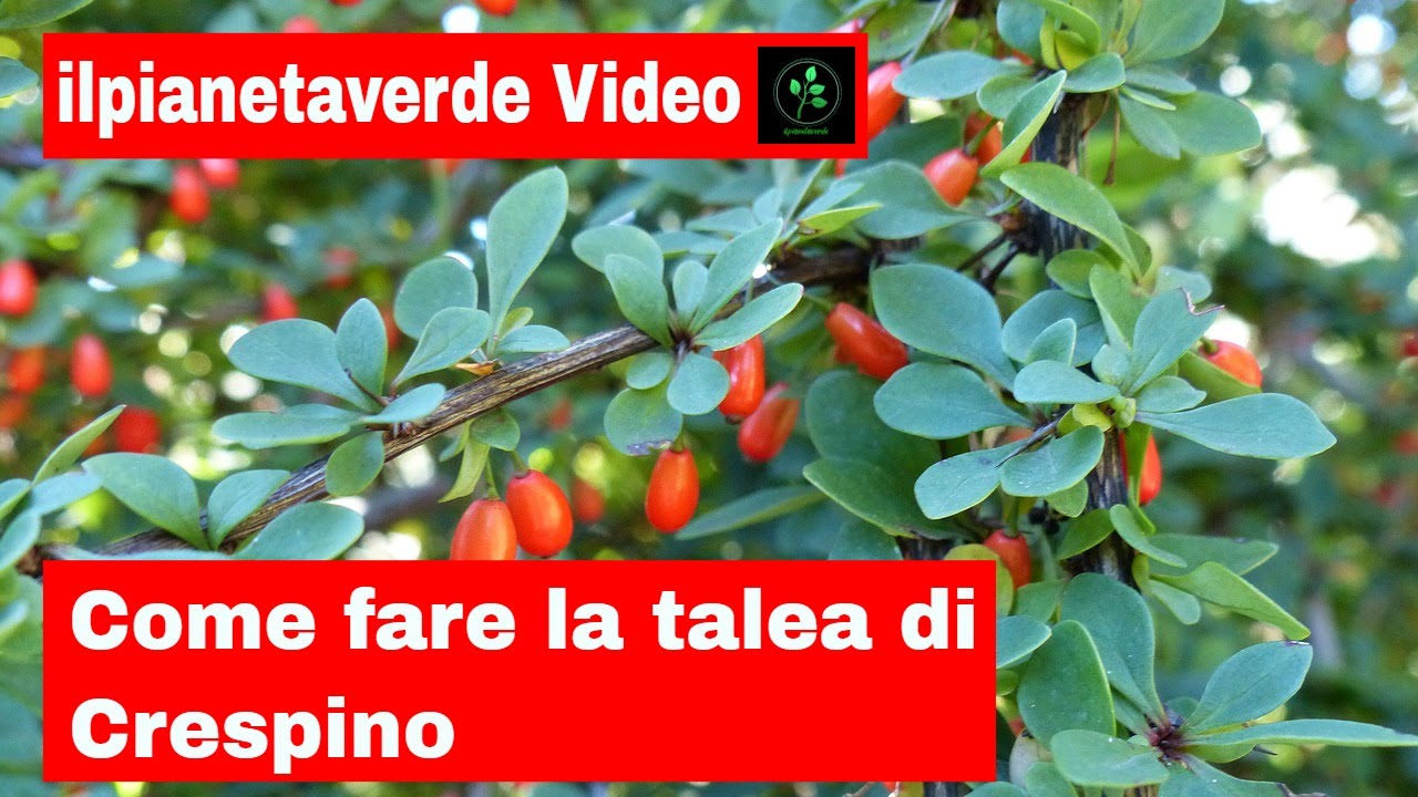 Come riprodurre con la talea il Crespino ( Barberis Vulgaris )