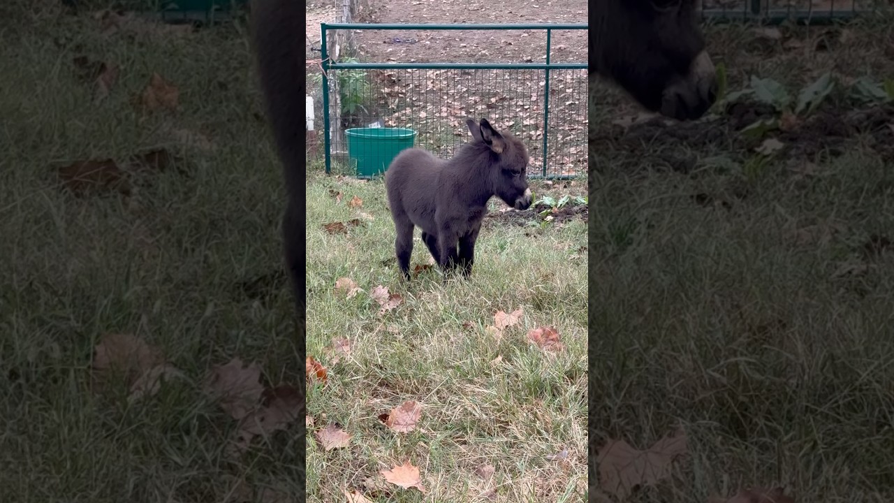 Chubby CUTE baby donkey🥰