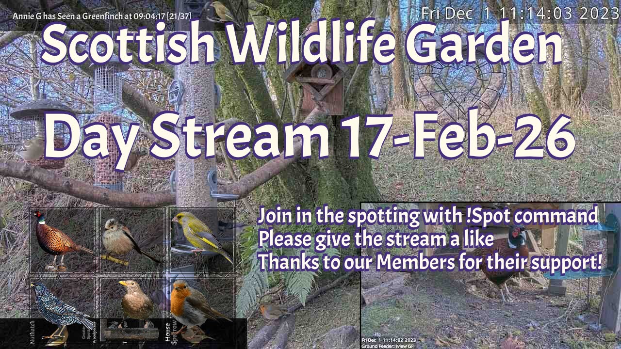 Day Stream February 17th 2026 | Bird Feeders, Wildlife Cameras Scotland UK from SWG