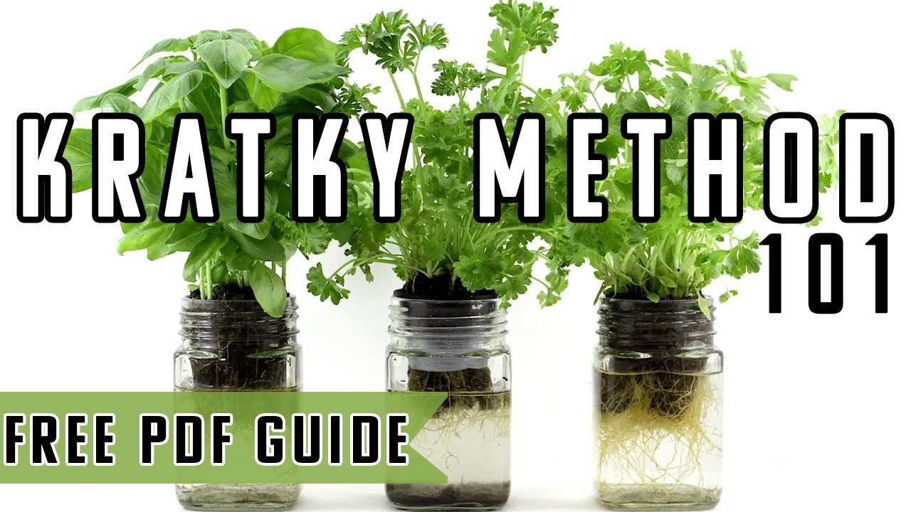 Kratky Method Hydroponics Explained
