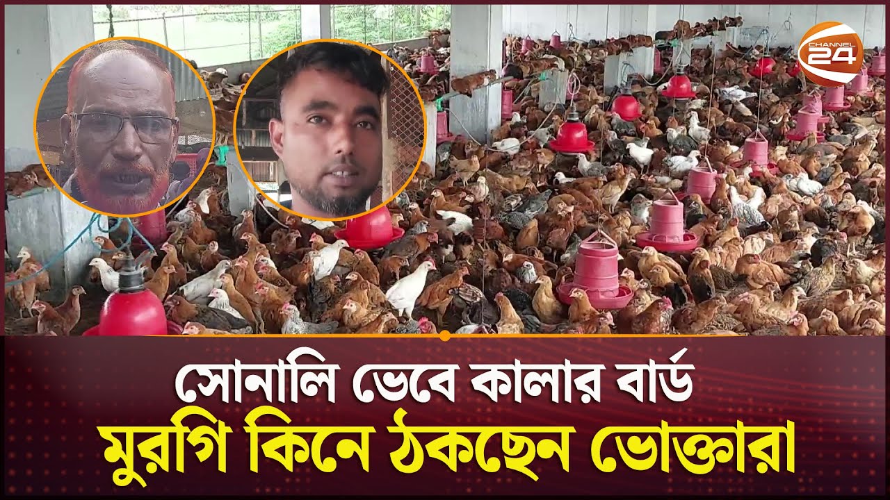 কালার বার্ড মুরগি জনপ্রিয় হয়ে উঠছে জয়পুরহাটের খামারিদের কাছে | Joypurhat Color Bird Chicken