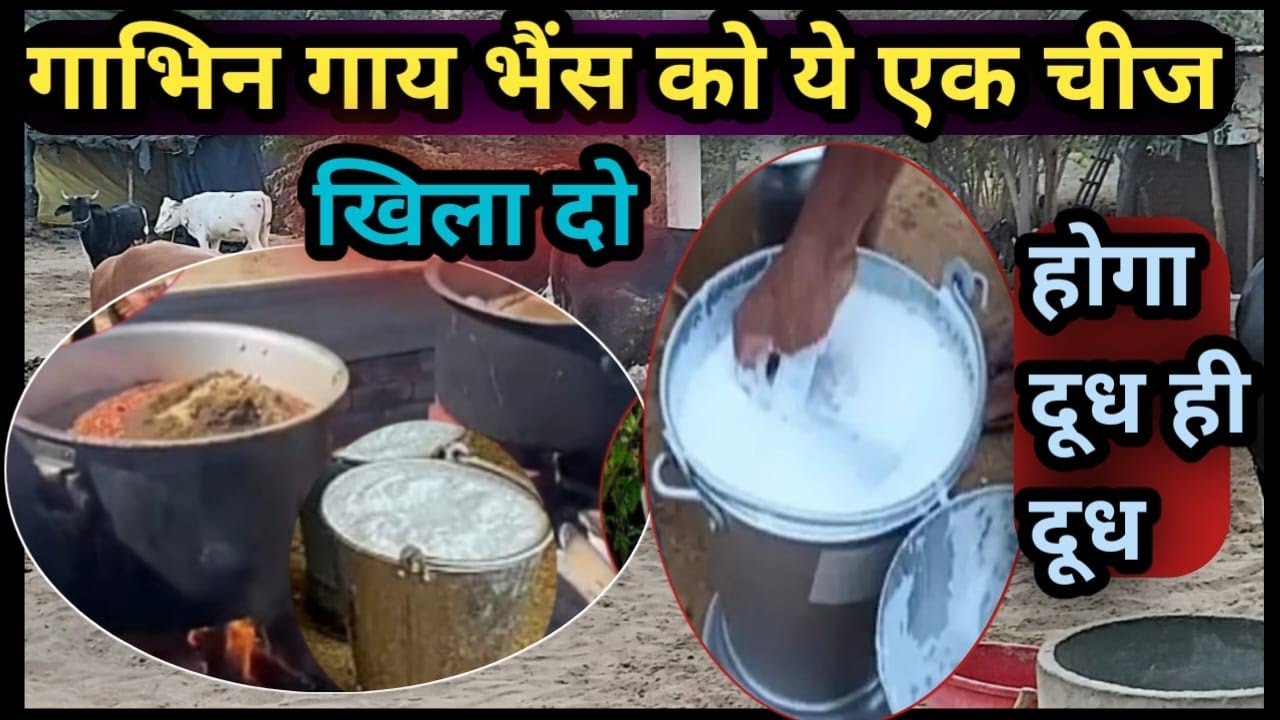 गाभिन गाय भैंस को यह खिलाए होगा दूध ही दूध Pregnant Cow Buffalo ko kya khilaye