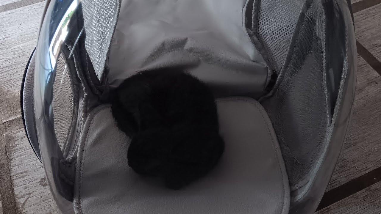 Back Expandable Cat Backpack Carrier