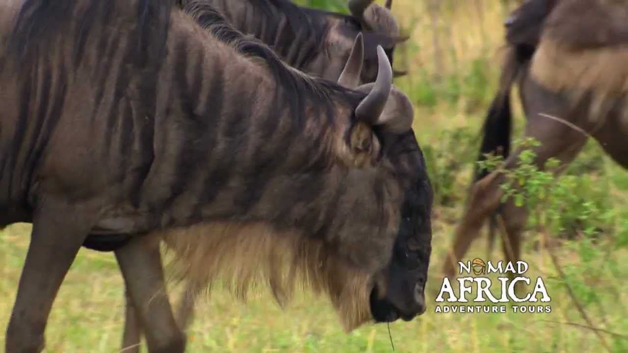 East Africa Highlights with Nomad Africa Adventure Tours
