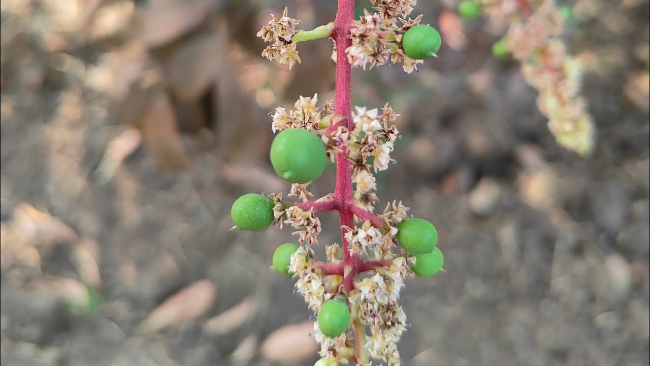 Fruits🥭 setting, once again flowering start, control insects and fungus related problems information