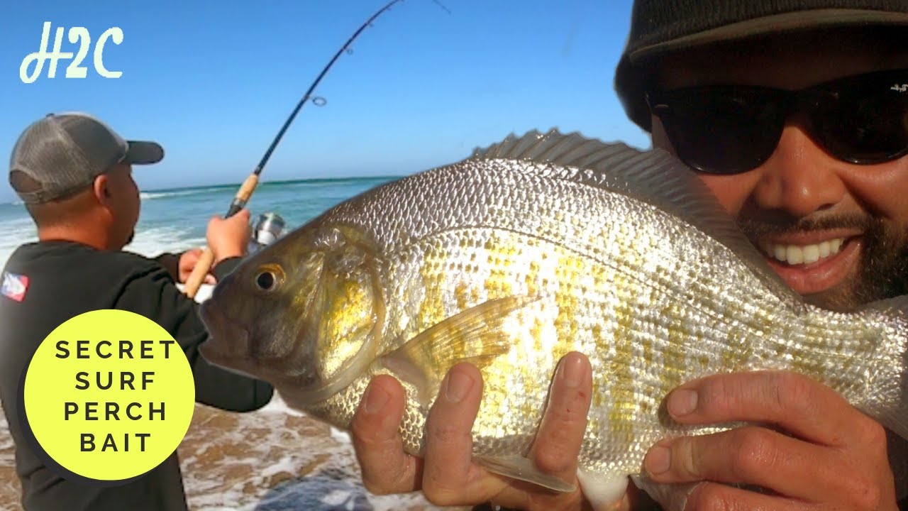 Bobby's secret Barred Surf Perch Bait Pt. 2