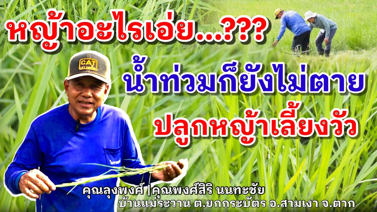 Выращивание нильской травы для кормления скота: превосходный, выносливый и устойчивый сорт травы,...