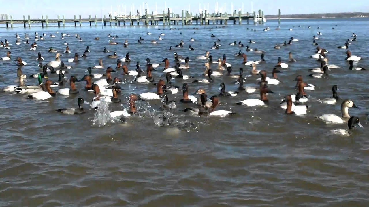 Canvasback feeding frenzy