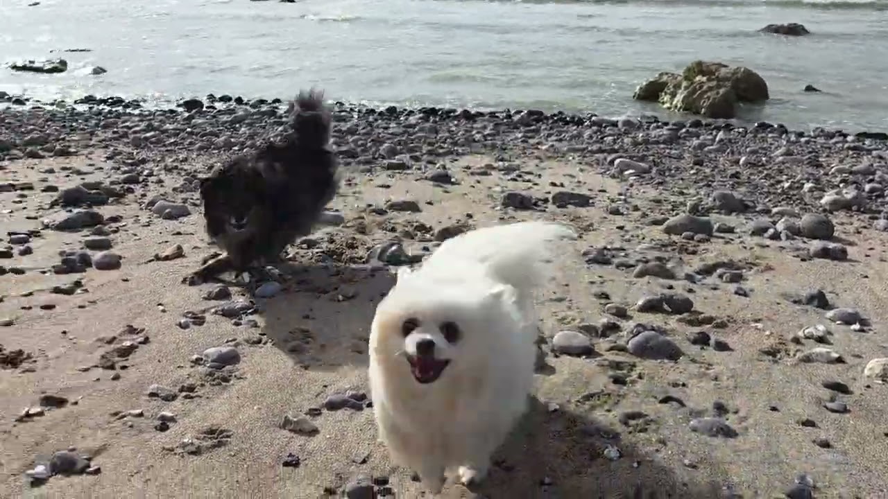 Les filles à la plage