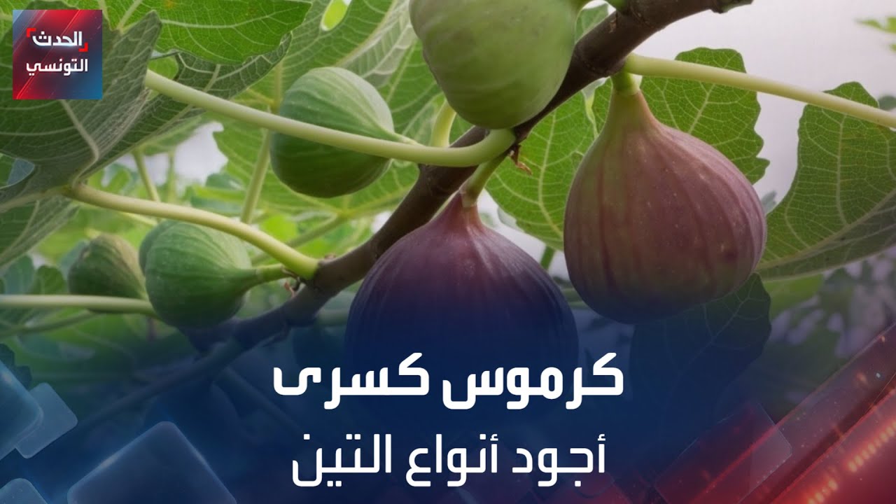 كرموس كسرى..أجود أنواع التين
