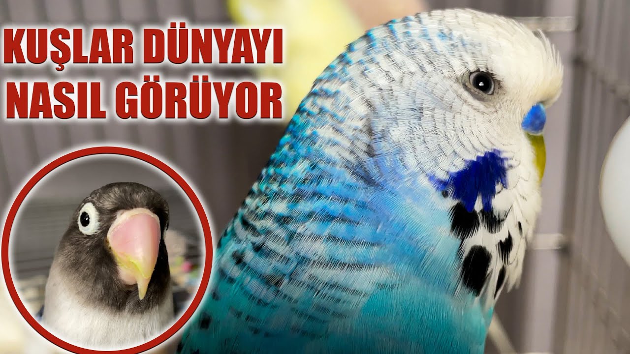 Как птицы видят мир?