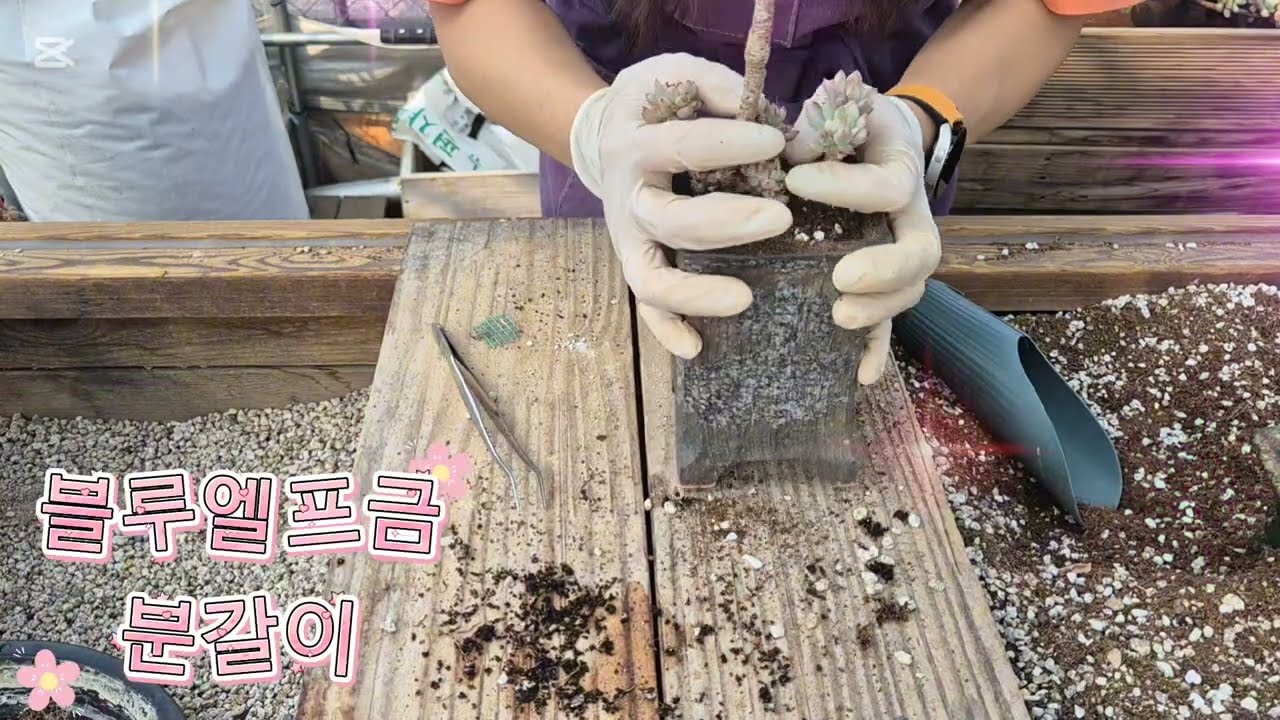 분갈이 #봄맞이 #succulent #블루엘프금 #다육이 #국민이 #묵은둥이 #반려식물#식집사 #힐링
