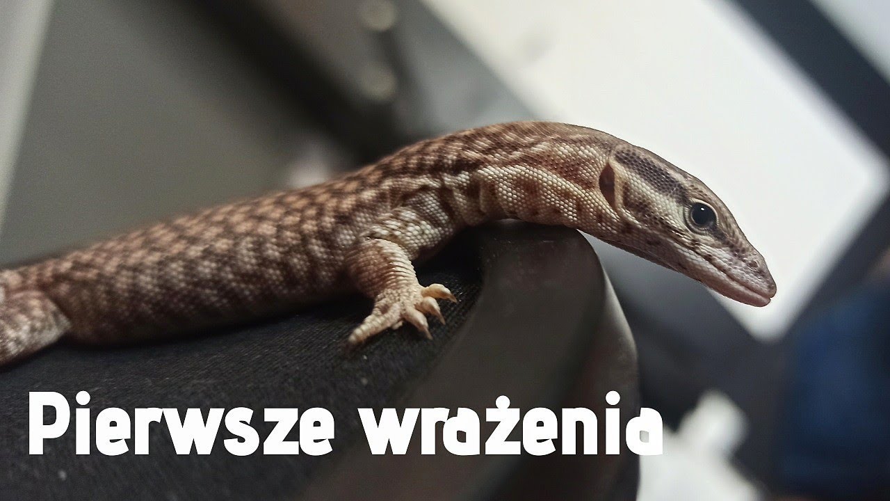 Waran Kolczastoogonowy - Pierwsze wrażenia
