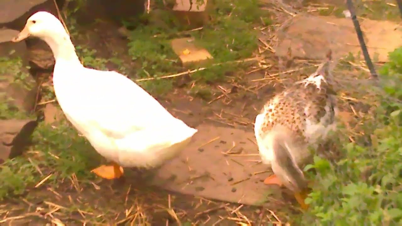 Ducklife 'Lady Grey is settling in, The flock and Parasites - part 1 Autumns Lugh 2026 Aus