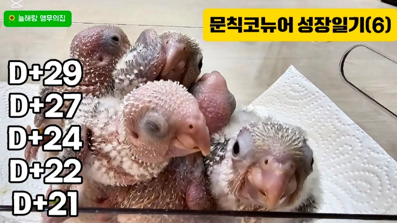 🌻코뉴어 이유식먹는 아침6일차🦜/문칙성장일기 LIVE