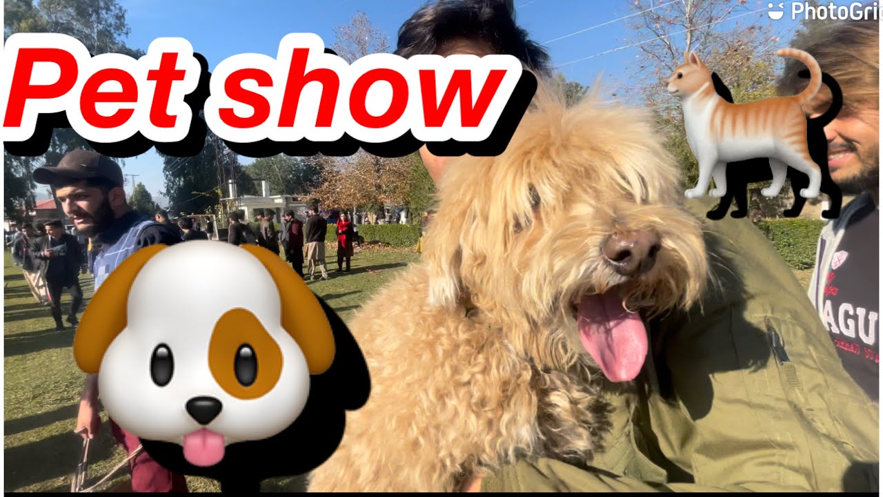 Pet show student week comsats university Abbottabad