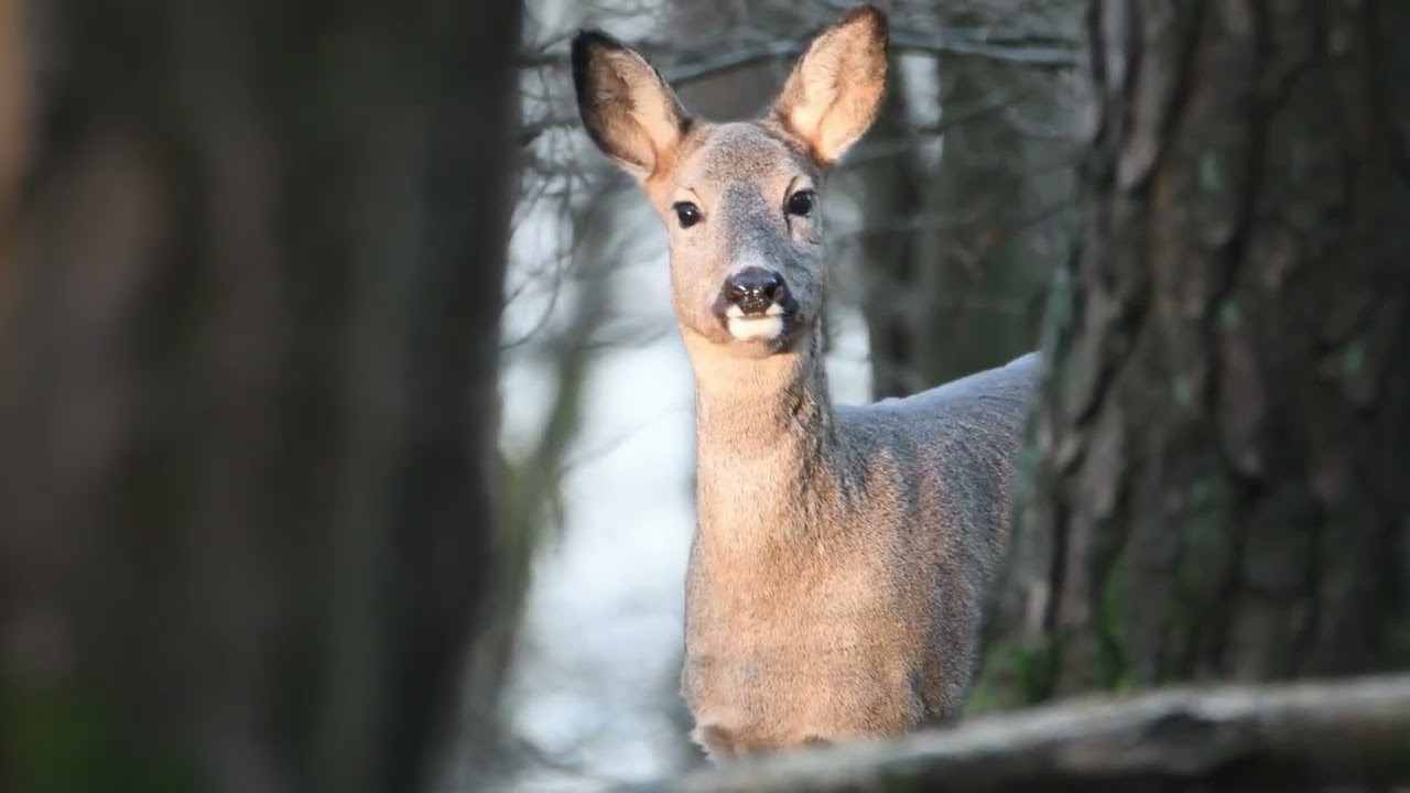 Lătrat de căprioara în pădure