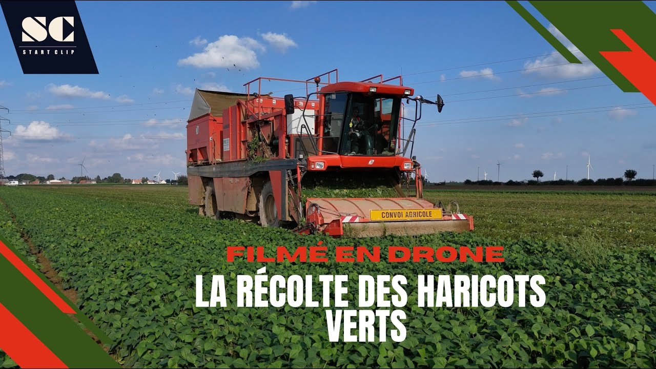🌱R&eacute;colte des haricots verts de nuit