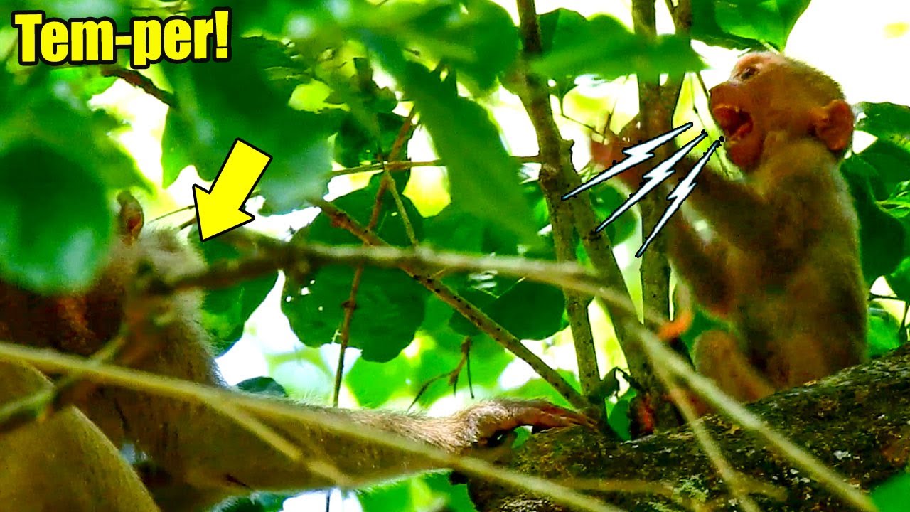 New Abandoned Monkey Jimmy C-ried Tem-per And Sho-cking To See Warrior Ashley Sat Near her.