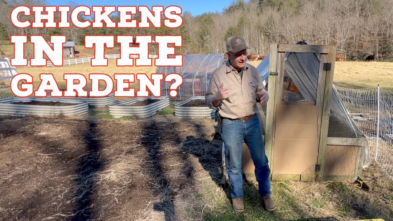We Put Chickens in the Garden (Here’s Why It Works)