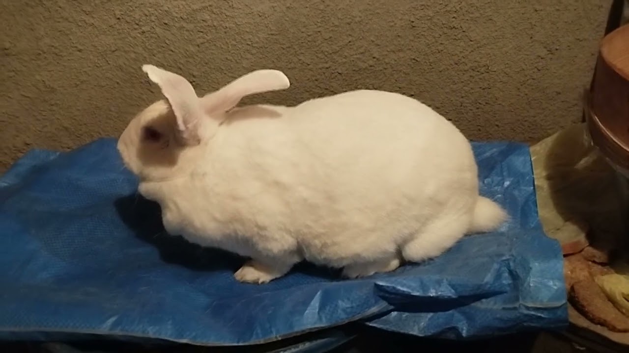 Самка не приходить в охоту, що робити?