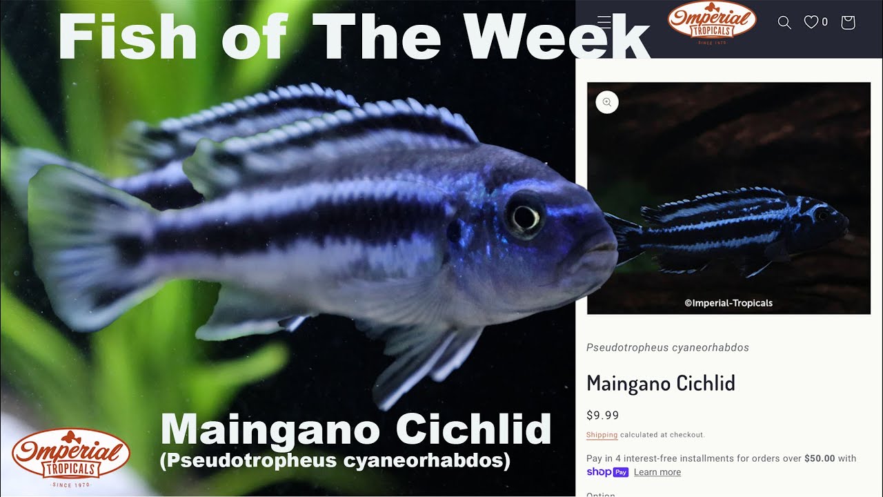 Maingano Cichlid (Pseudotropheus cyaneorhabdos) #imperialtropicals #aquariumfish #fish #aquarium