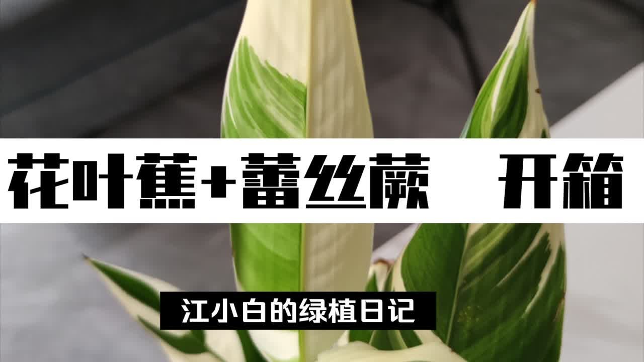 【植物开箱】一起来看看开箱吧，这次有翻车！