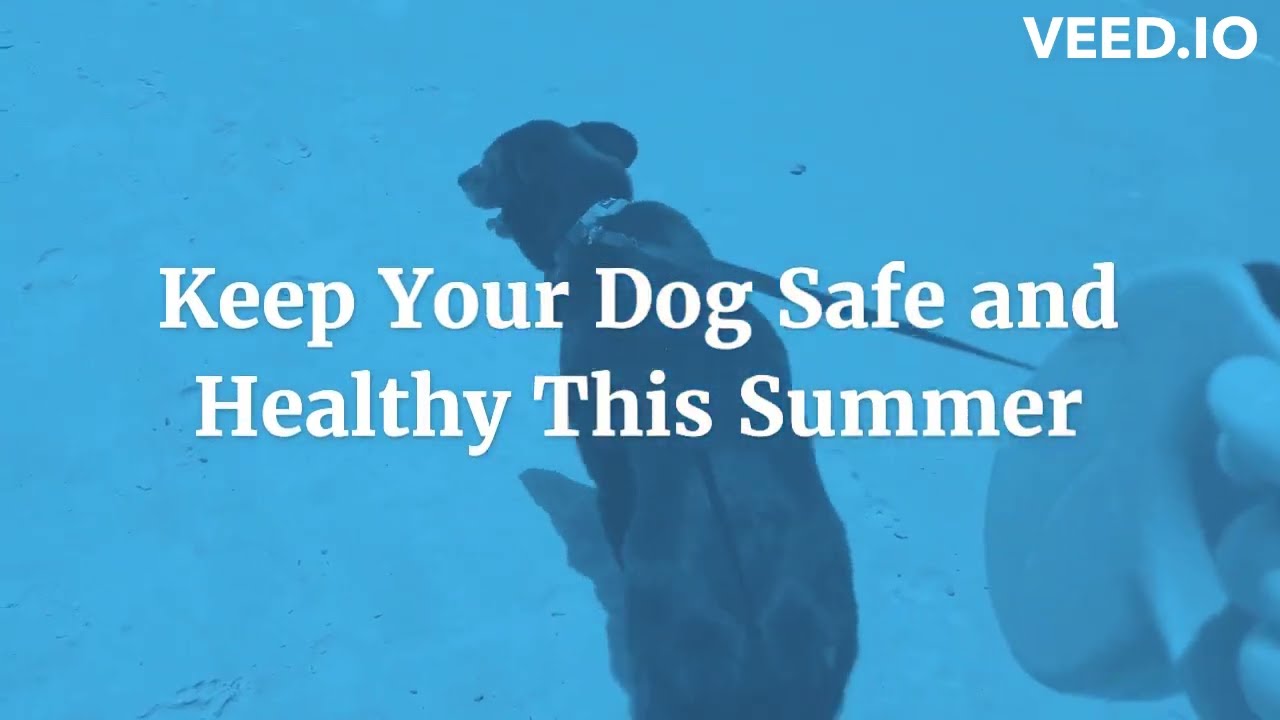 Keeping Your Pup Cool: Essential Tips for Summer Dog Care