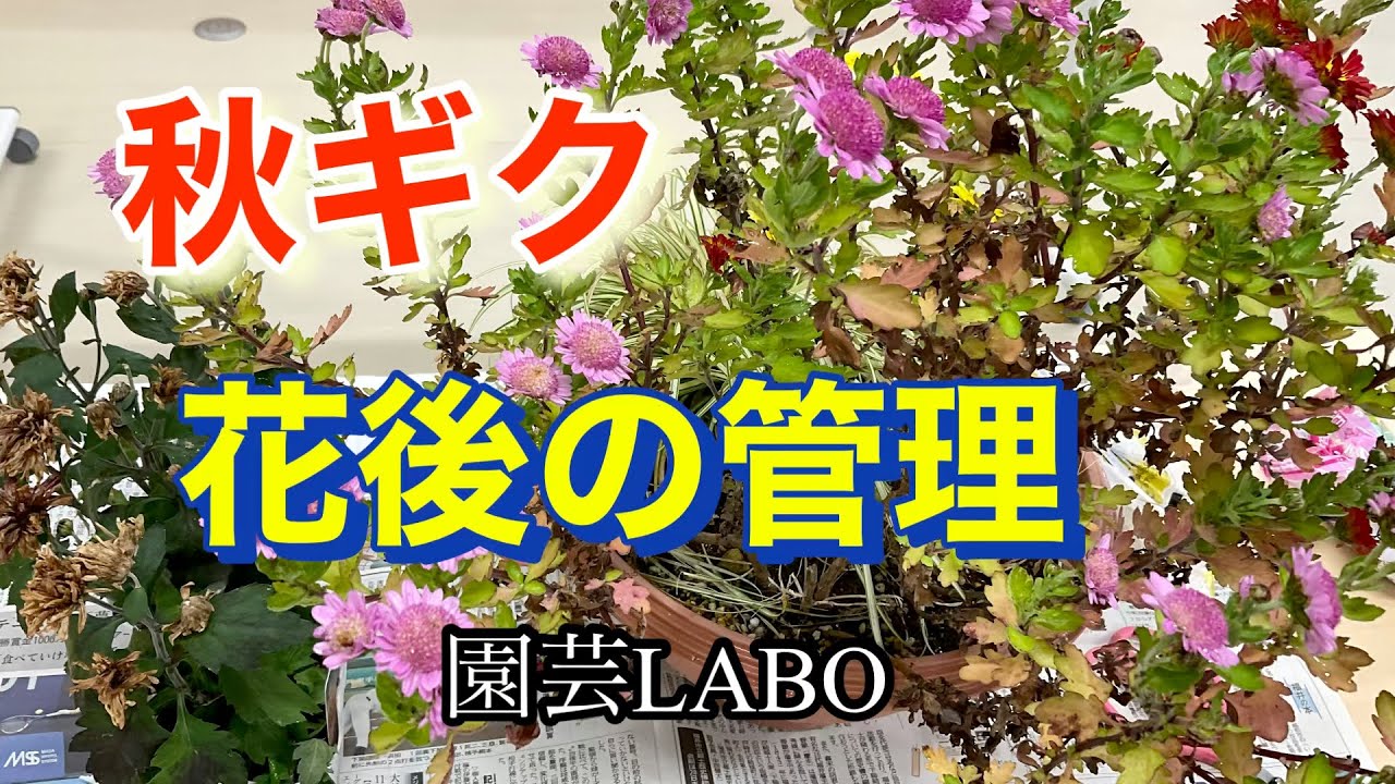 秋ギク　花後の管理　その１
