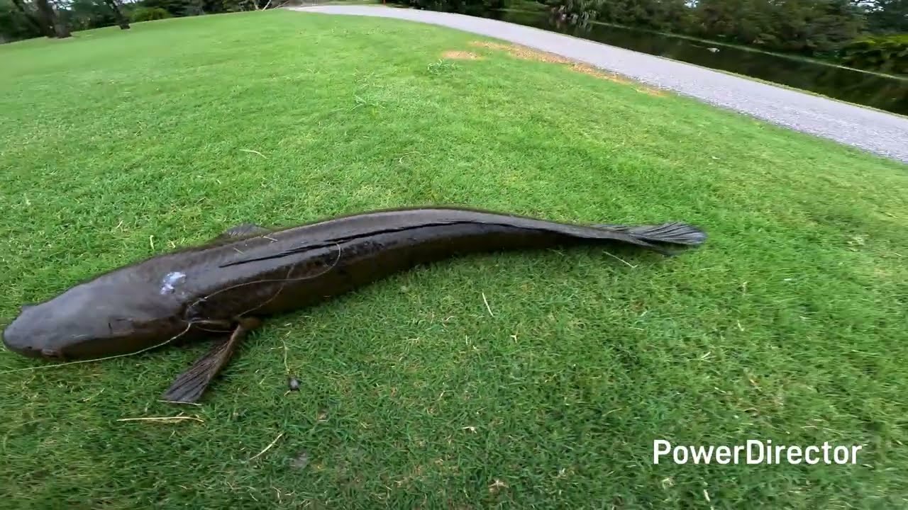 Big Snake On Finess Tackle