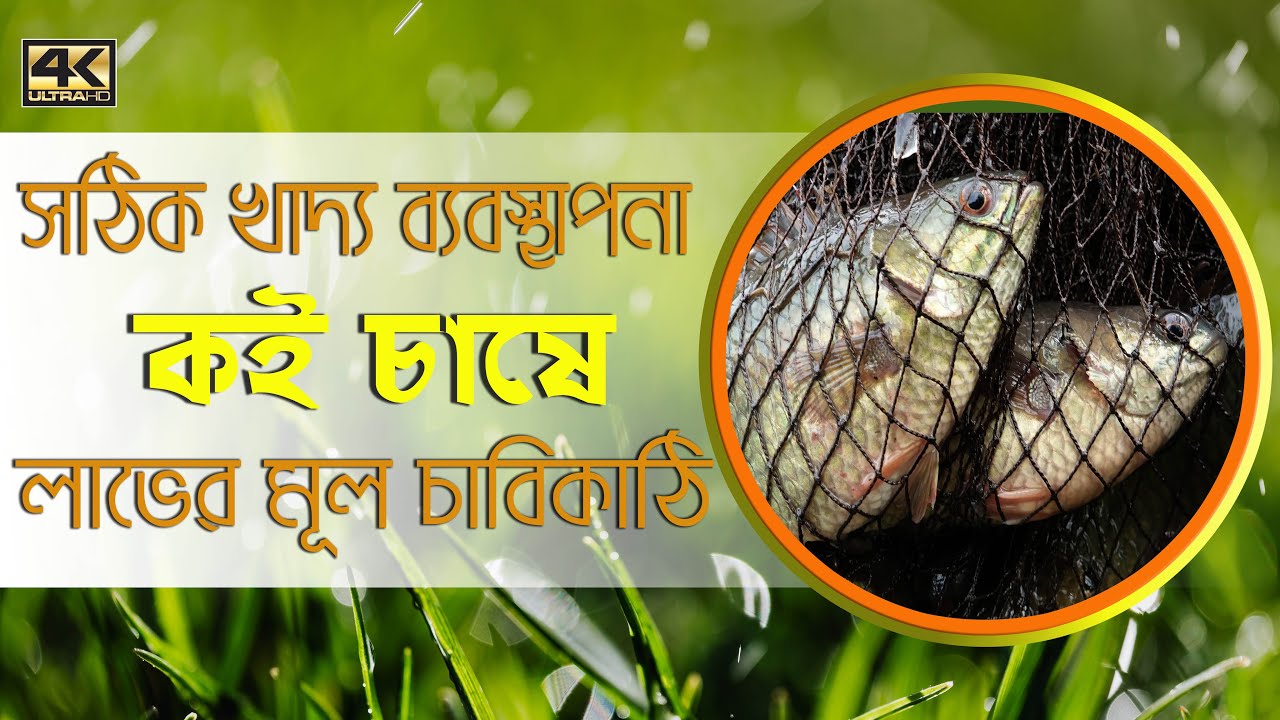 সঠিক খাদ্য ব্যবস্থাপনা কই চাষে লাভের মূল চাবিকাঠি/Anabas farming in Bangladesh #Balaram_Mahalder