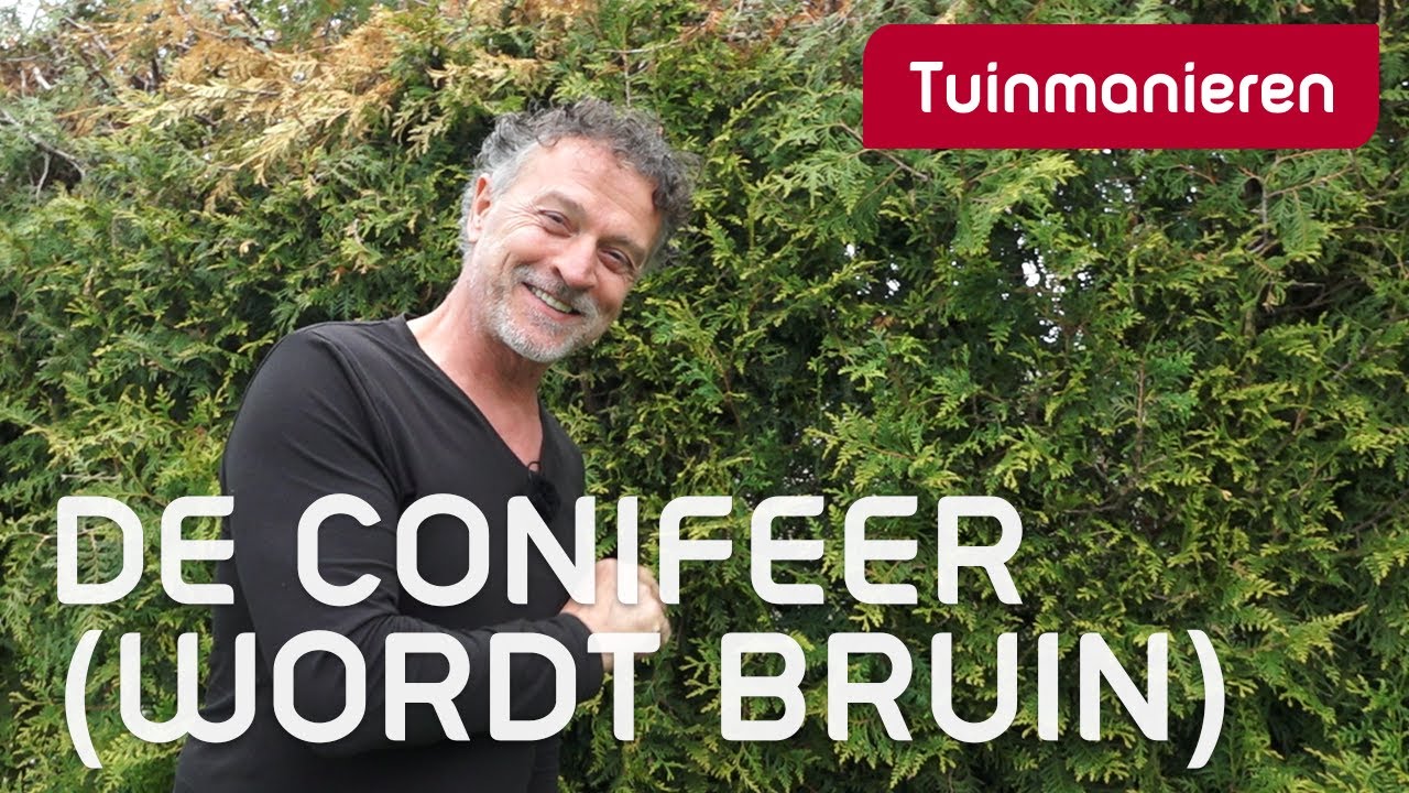 De conifeer (wordt bruin) | Tuinieren | Tuinmanieren