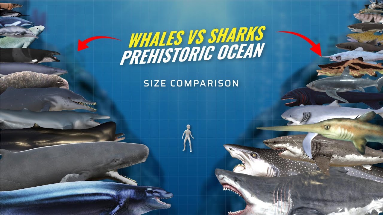 Prehistoric Whales vs Ancient Sharks Size Comparison | EXTINCT SEA MONSTERS