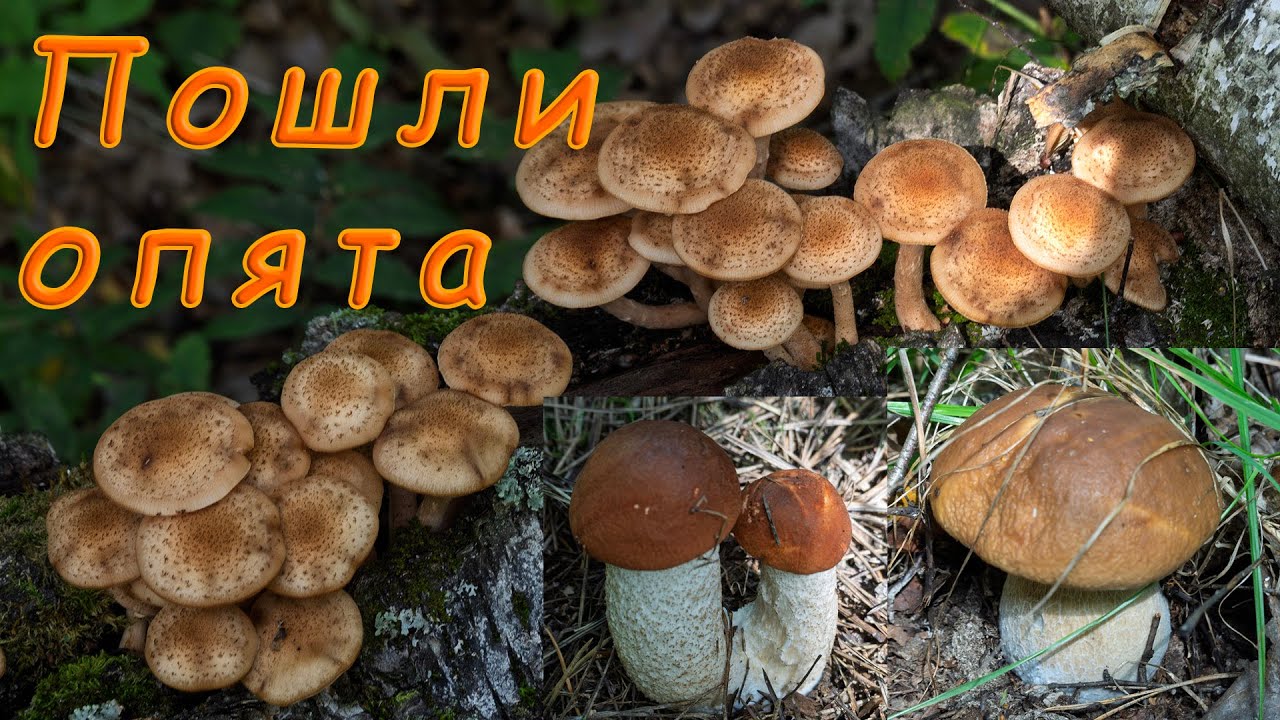 По грибы 2025! Пошли опята! Подосиновики и белые грибы!