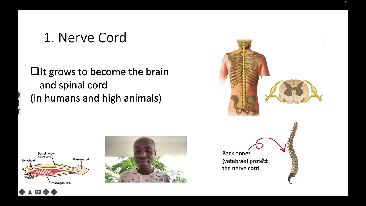 Phylum Chordata  ( 4 Characteristics)