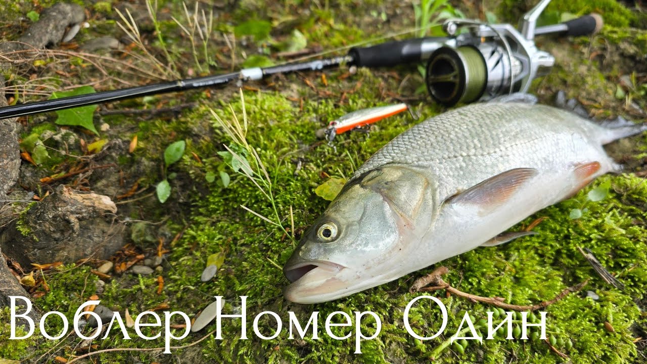 Топ Воблер Для Ловли Жереха! #спиннинг #жерех #белыйхищник