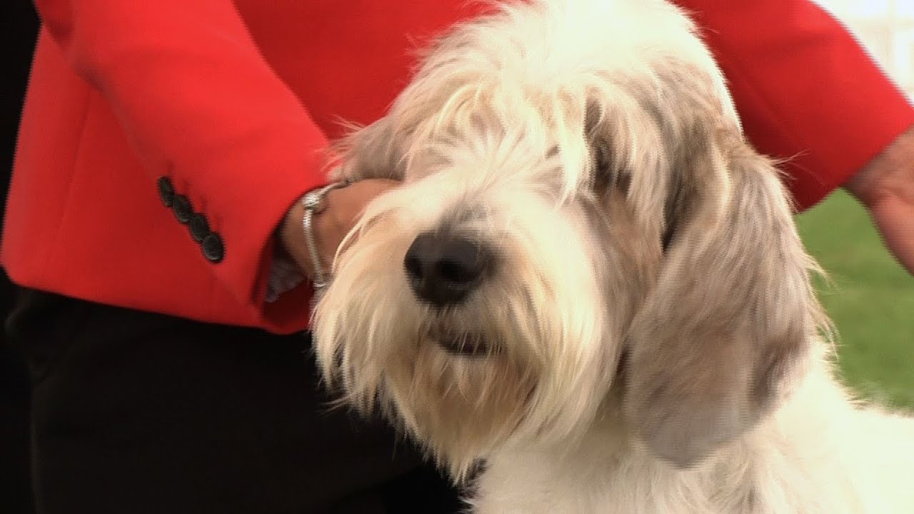 Windsor Championship Dog Show 2014 - Hound group