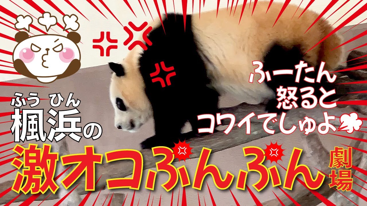 【楓浜（ふうひん）】楓浜🍁の激オコぷんぷん💥劇場😡楓ちゃんコワ〜い😱縮み上がる隣の彩浜🌈