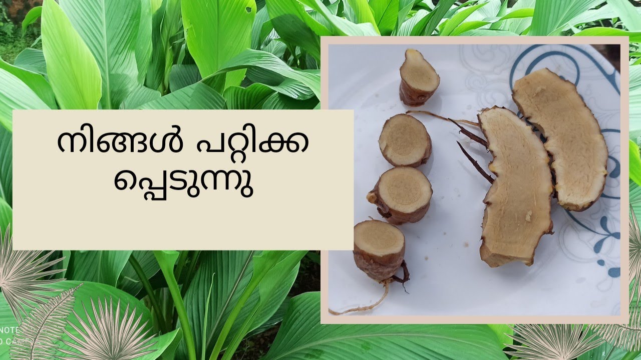 The Real KaSthoori Manjal [ Curcuma Aromatica Salisb ] ഒർജിനൽ കസ്തൂരി മഞ്ഞൾ എങ്ങനെ തിരിച്ചറിയും