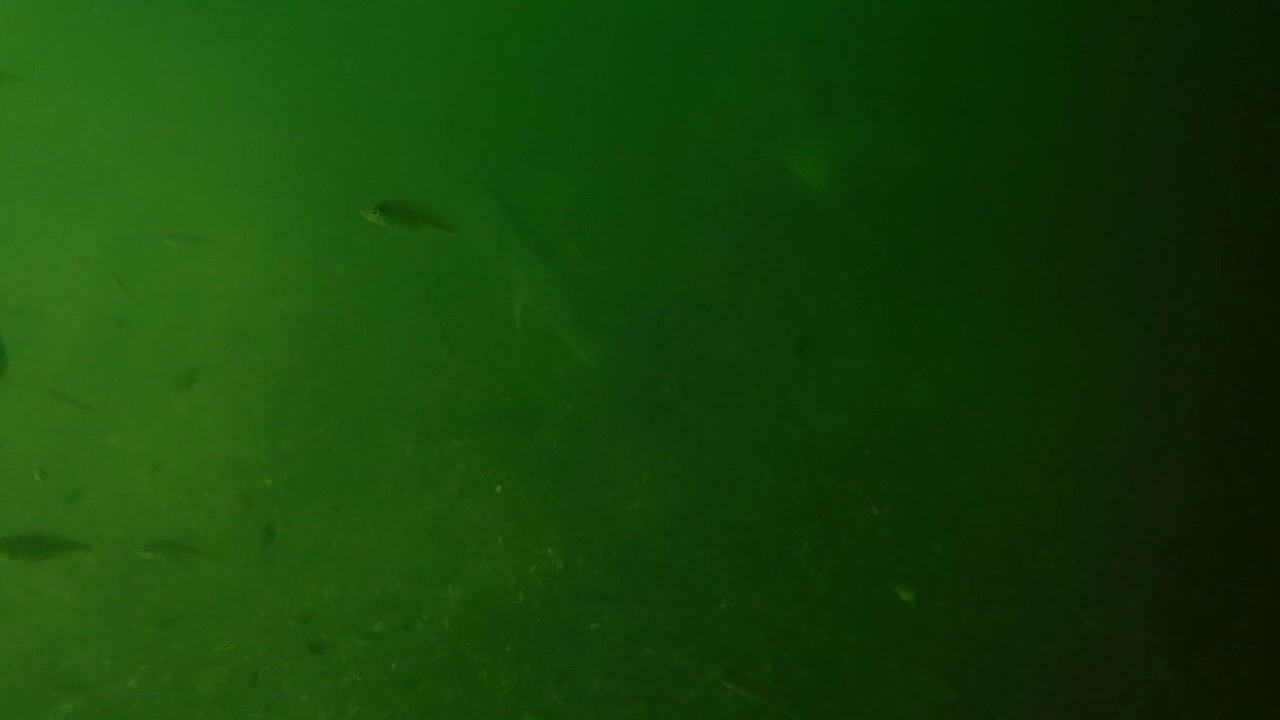 Sheepshead Snorkeling In Saint Joseph Bay, Port Saint Joe, Florida