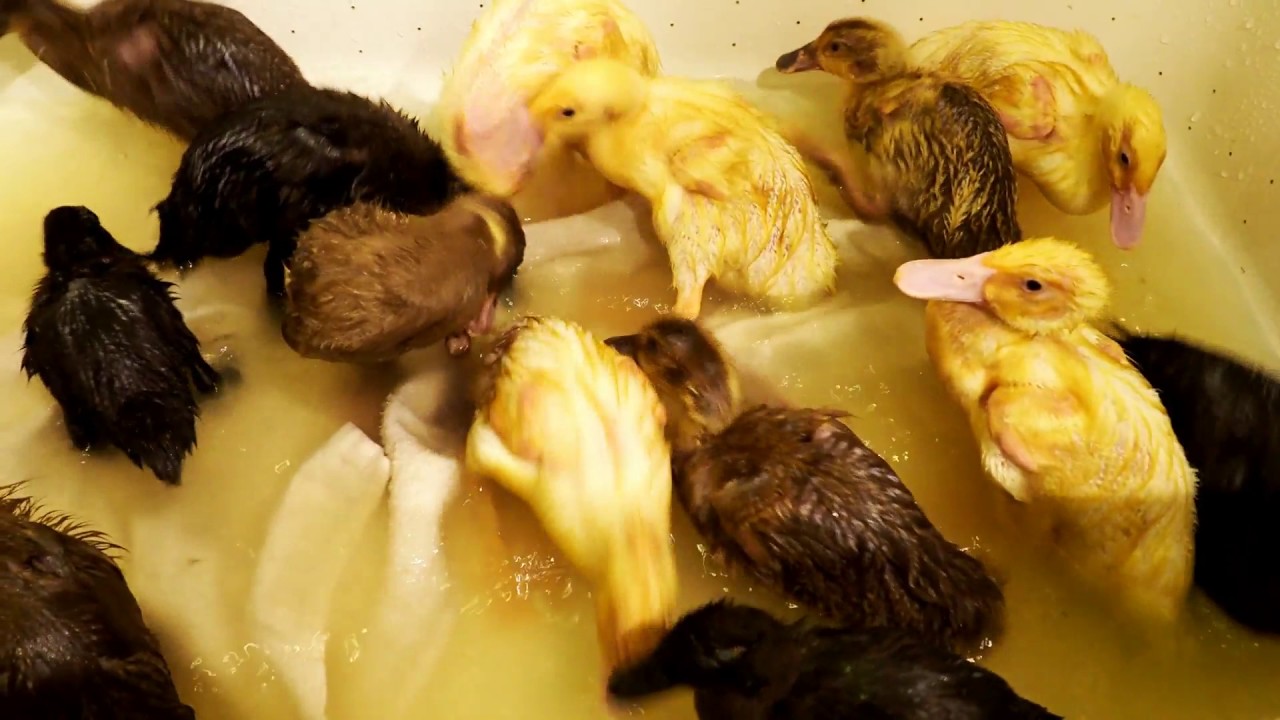 The Ducklings' First Bath!!