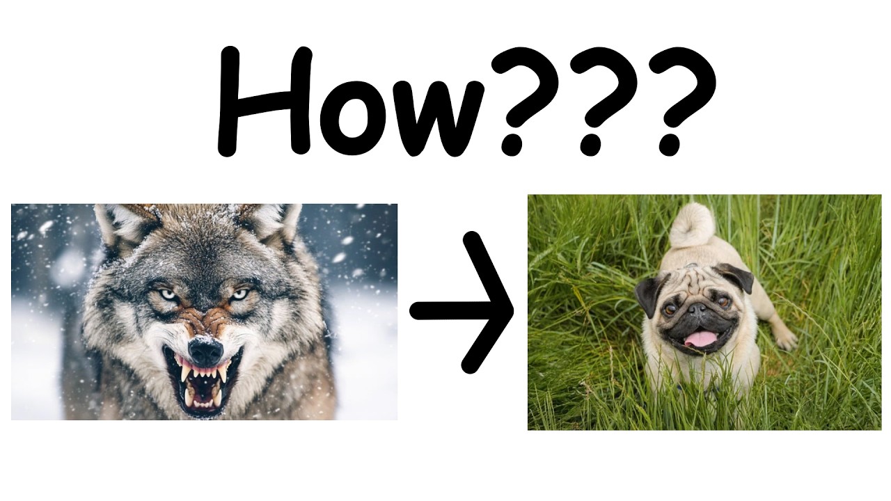 How did wolf evolve into dog?