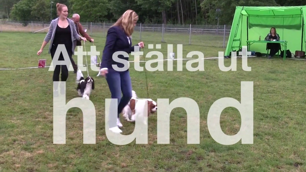 Att ställa ut hund
