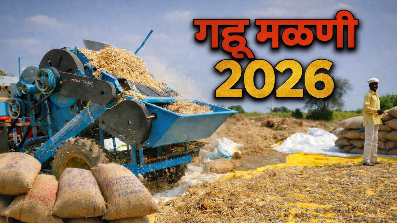 आजपासून 2026 गहू मळणीची सुरुवात | थरारक उत्पादन!#गहू मळणी 