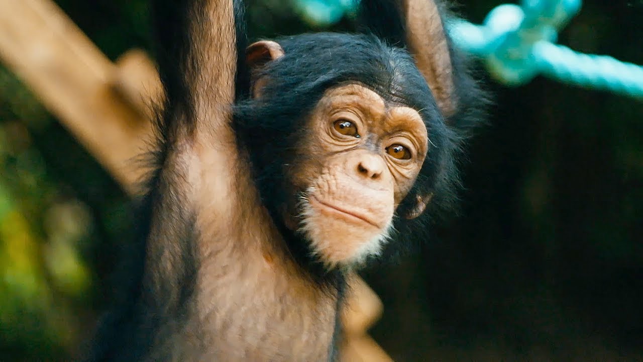 Baby Chimps Learn How To Climb | Baby Chimp Rescue | BBC Earth Kids