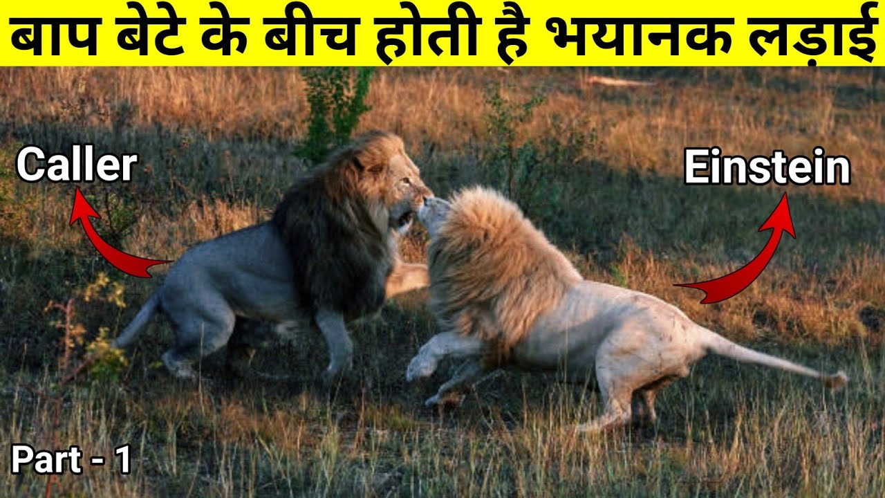 बाप बेटे को जबरदस्ती परिवार में से निकाल देता है || The True Story Of African Lion ||