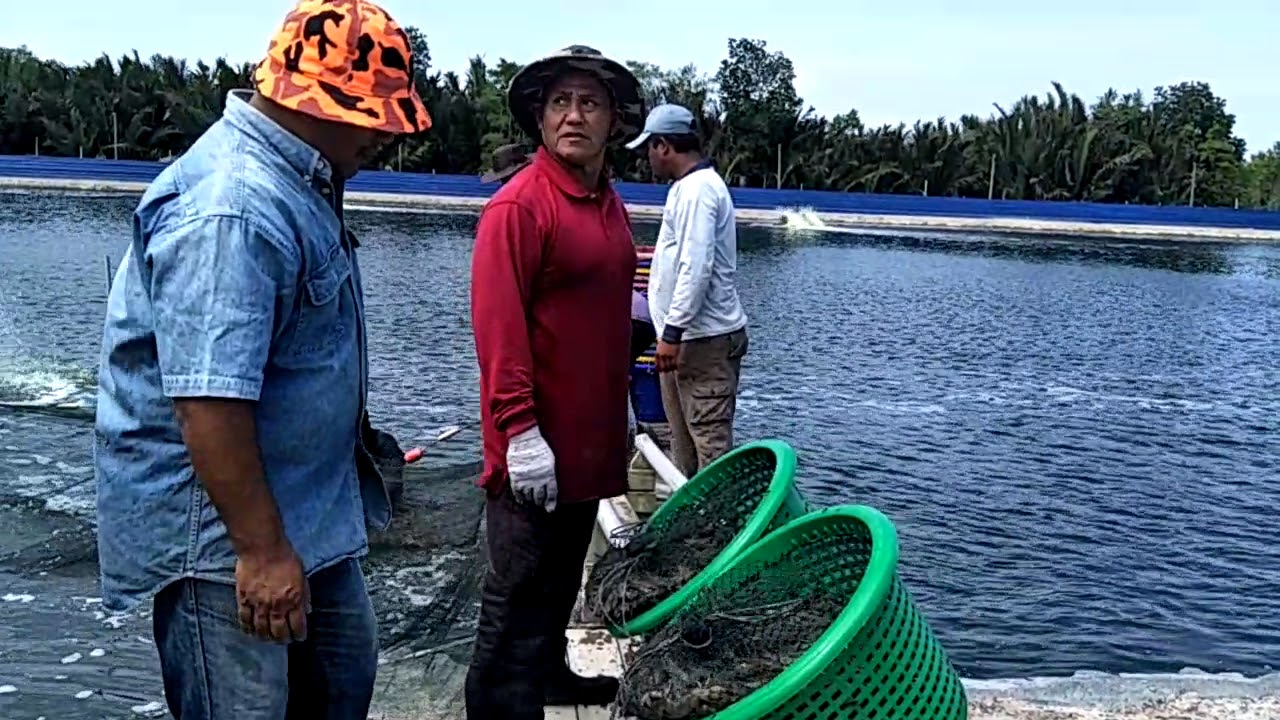 Panen udang putih di kolam Sg Miang Pekan Pahang