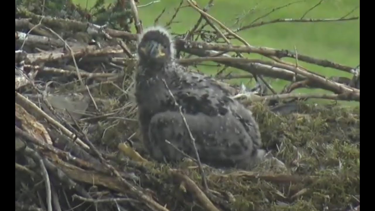 Live Bald Eagle Cam @ Glacier Gardens, Juneau, AK